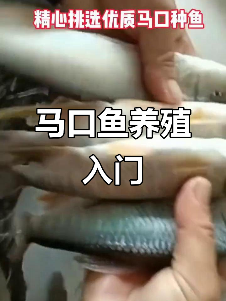 马口鱼养殖技巧大揭秘,特种水产轻松上手