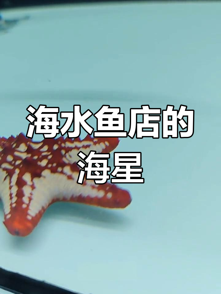 山西海友海水鱼店:观赏海星与美丽海洋生物