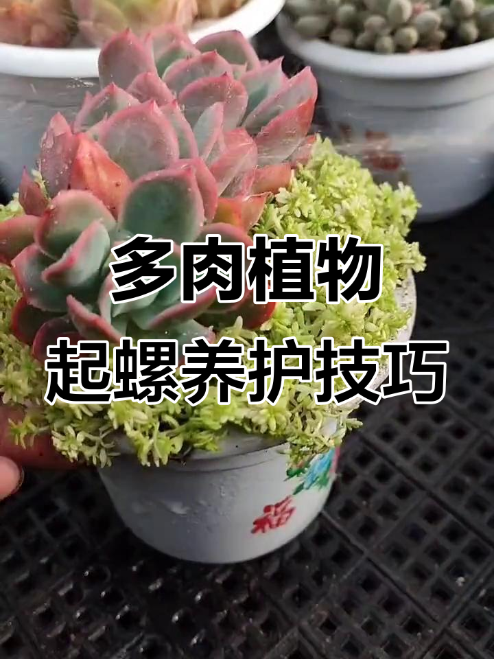 绮罗多肉养护全攻略：浇水、光照与温度管理