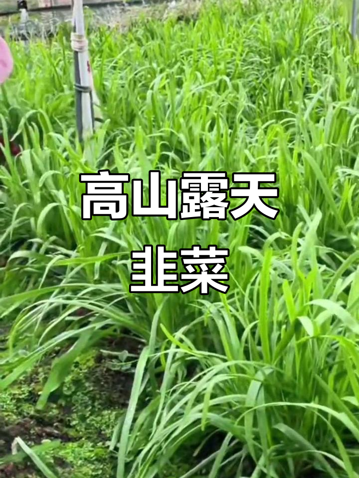 云南高山露天韭菜，冬季味道最佳，包饺子炒菜都超美味