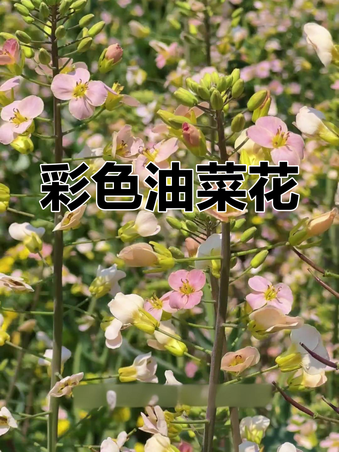 彩色油菜花盛开,金华美景等你探索!