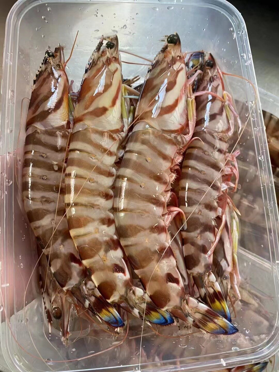 这个叫斑节虾也叫九节虾、花虾、竹节虾