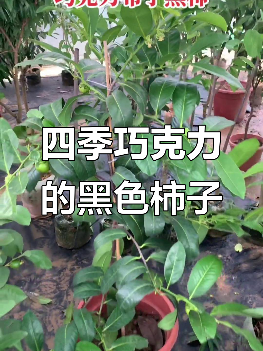 巧克力布丁黑柿:四季常绿,果实累累的果树苗