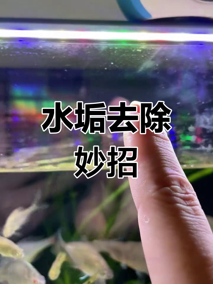 清除鱼缸水垢,湿刮或用除垢剂都能轻松搞定!