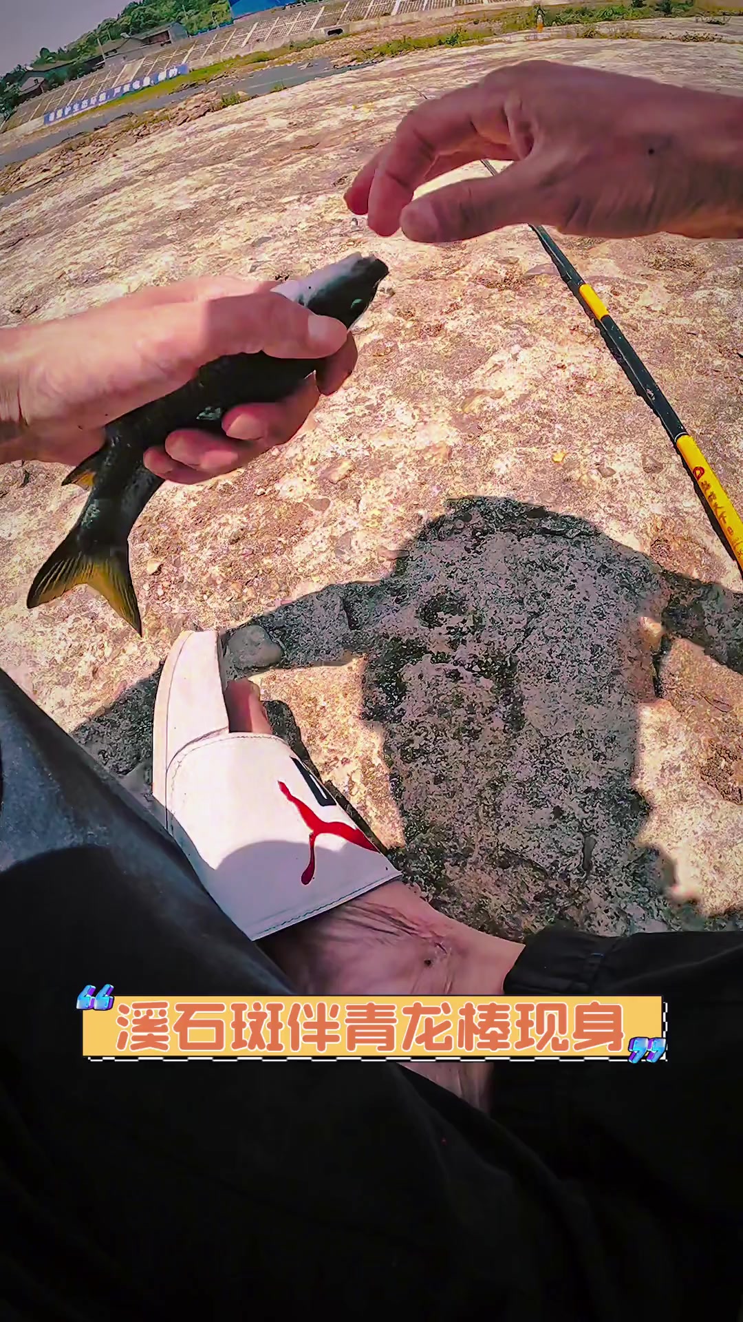 溪石斑伴青龙棒现身