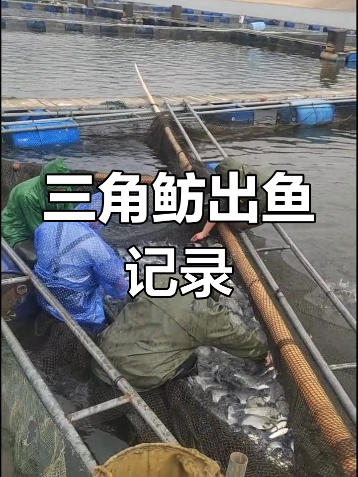 三角鲂养殖全纪录:风浪越大,鱼越贵