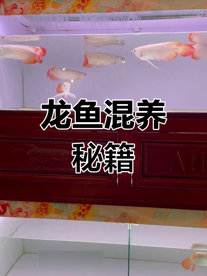 红龙混养，打造霸气水族王国！空间与耐心是关键