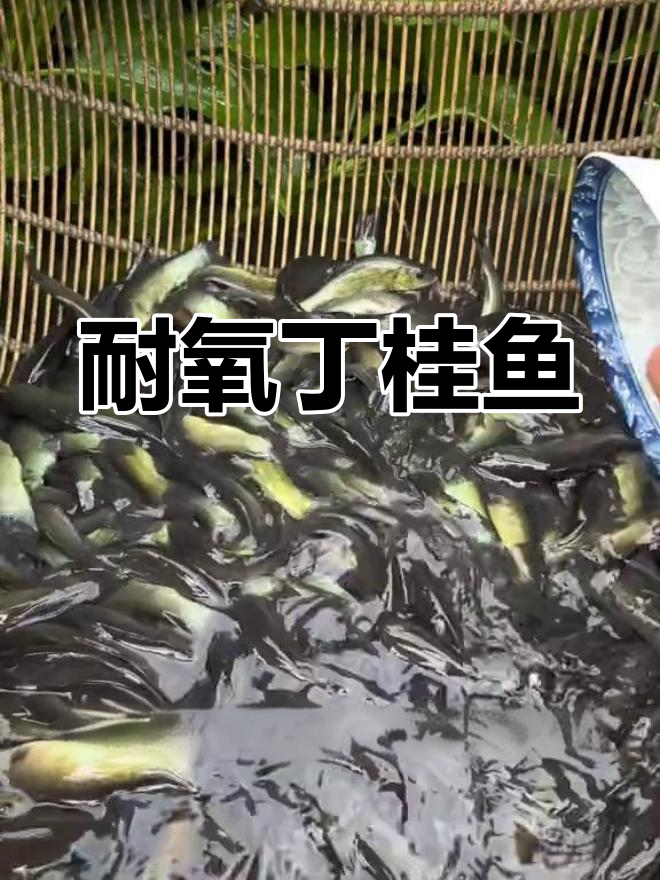 丁桂鱼:缺氧也能生存的神奇鱼类