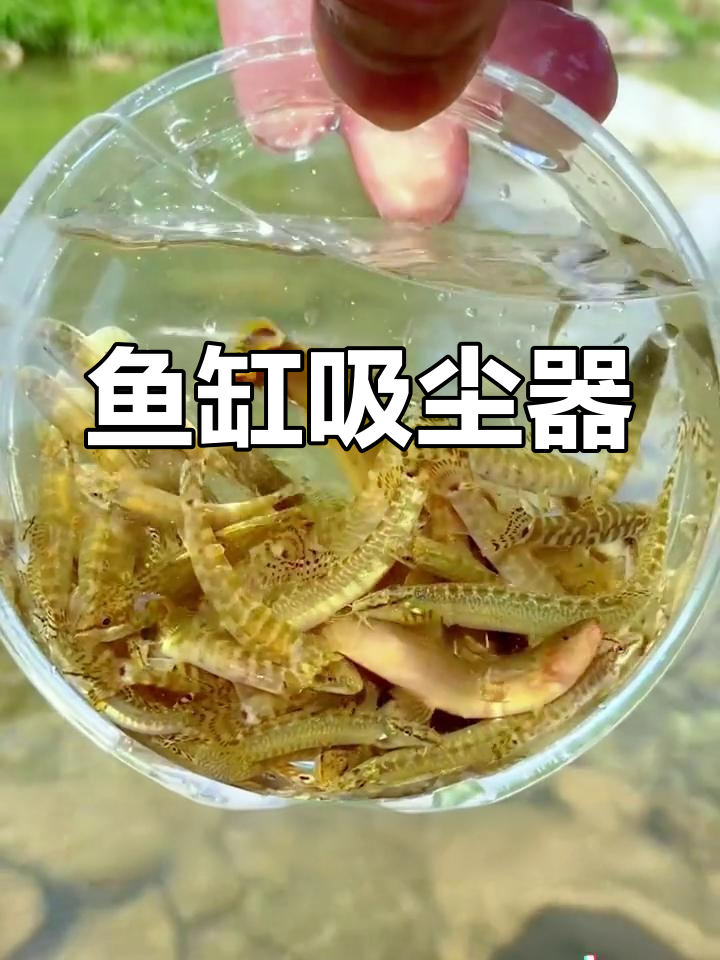 中华花鳅:鱼缸清洁神器