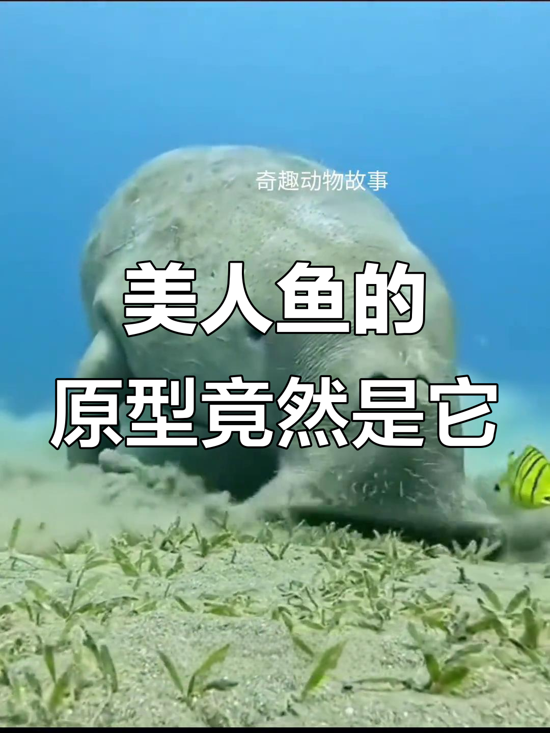 传说中的美人鱼竟是这只呆萌的儒艮,吃草也能这么可爱
