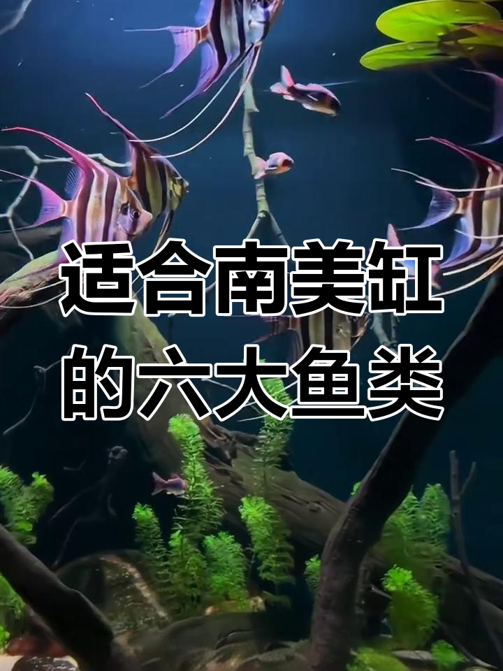 南美缸最适合养的六种鱼,美丽又神秘