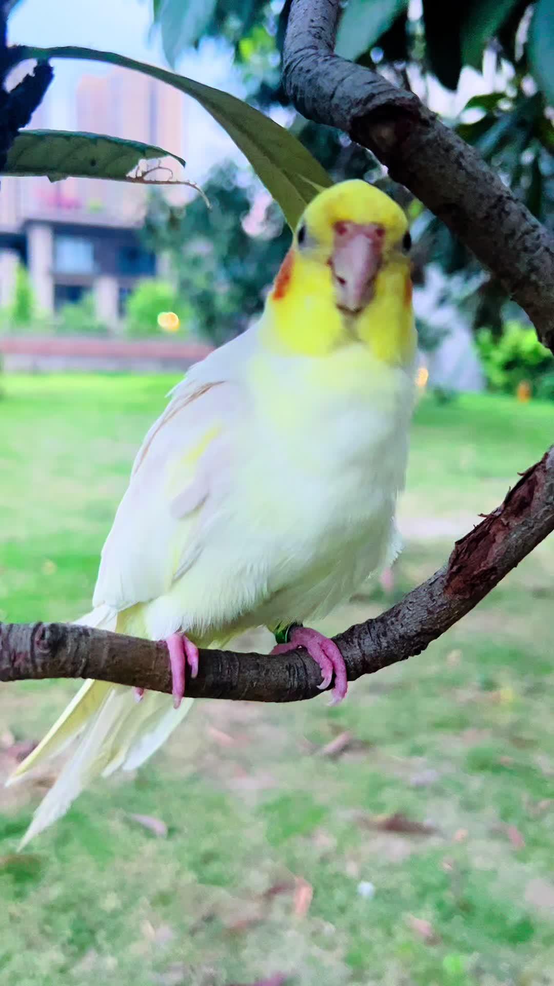 玄凤鹦鹉 萌宠日常记录 小黄鸡带着小腮红