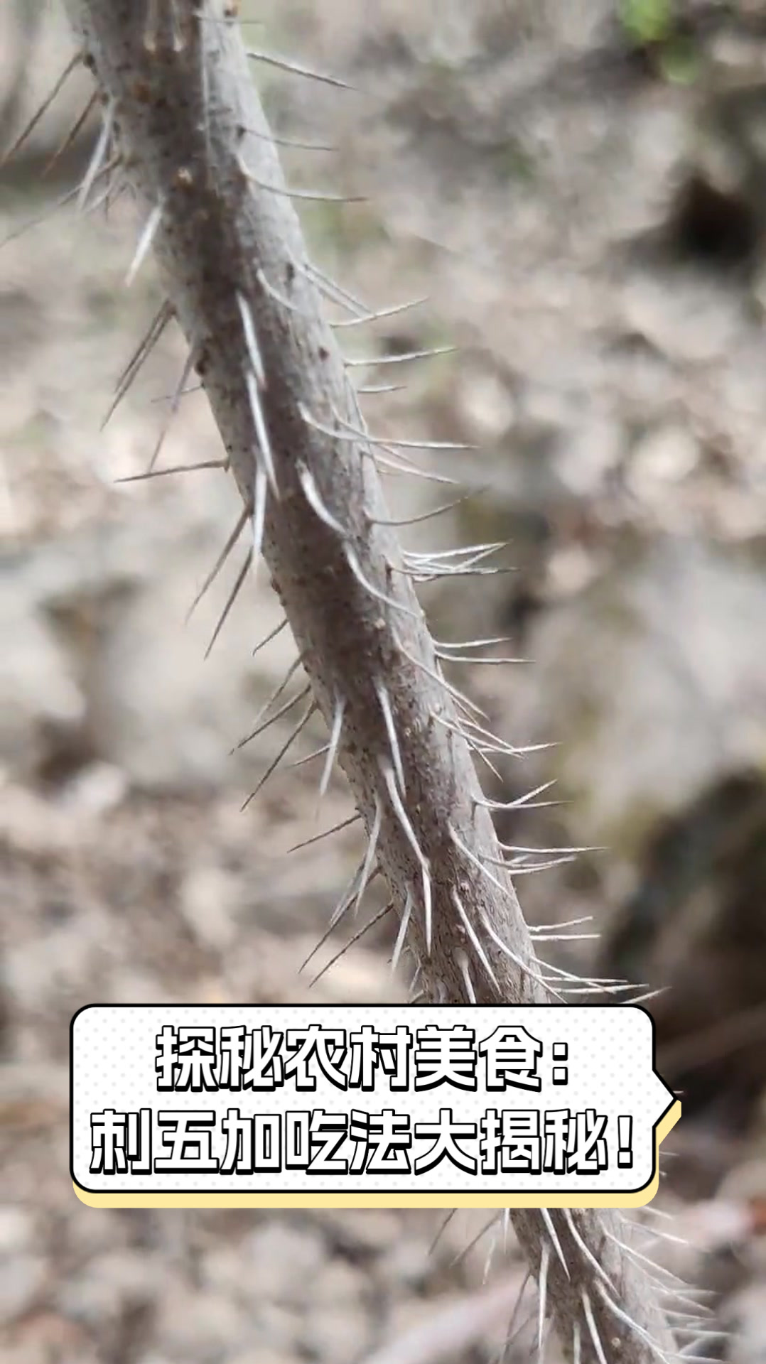 探秘农村美食:刺五加吃法大揭秘!
