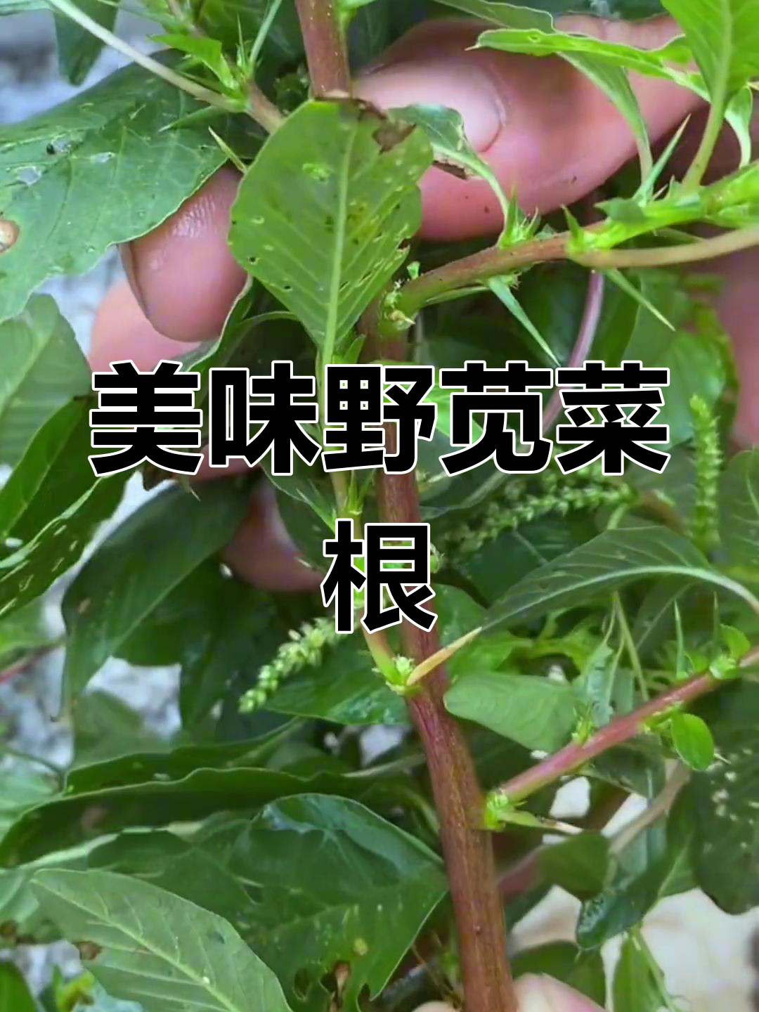 广东野苋菜根的美味秘密,夏日必备的土人参