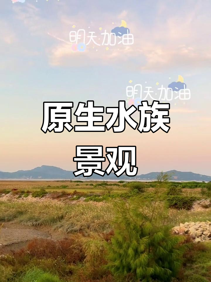 福州鱼缸原生造景,探索自然之美