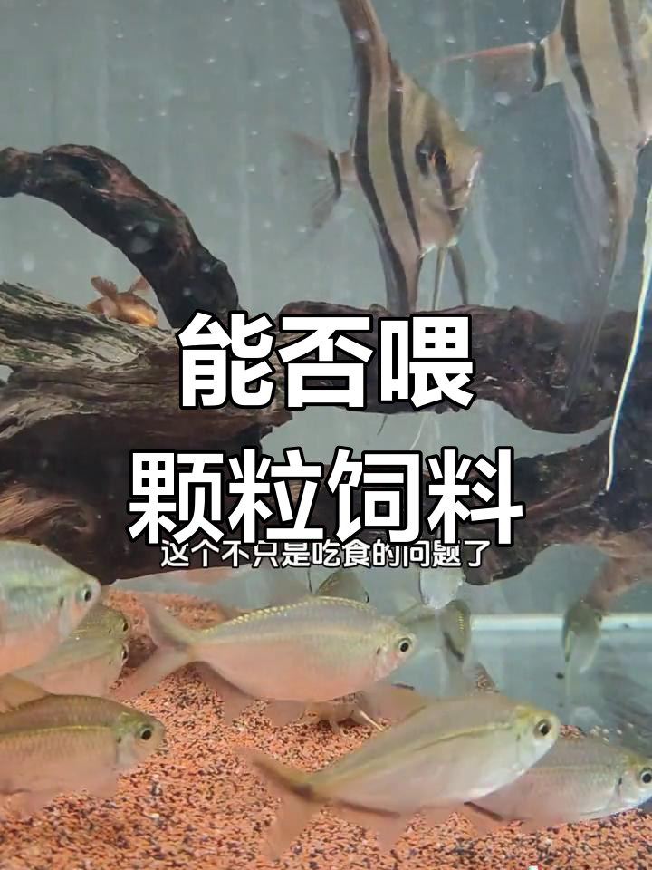 探索世界上最凶猛的鲨鱼,震撼4K画面