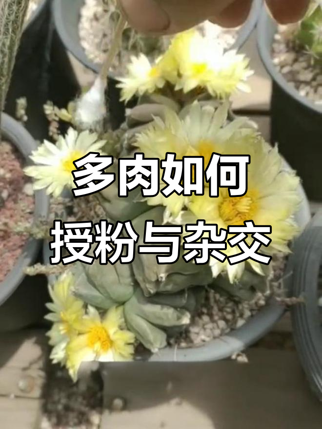 多肉杂交授粉全攻略，轻松掌握实生种子采集技巧