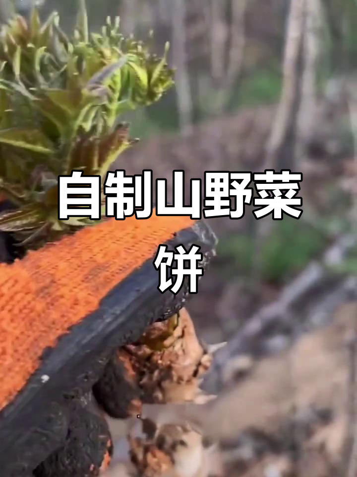 东北山野菜次嫩芽,炒饼吃比肉还香