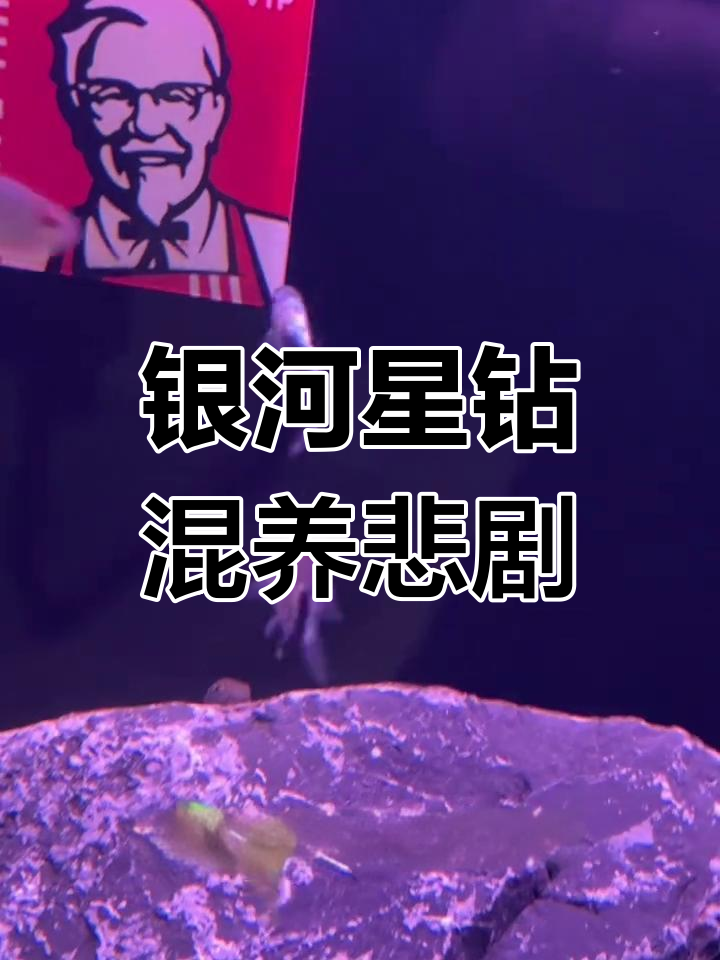 银河星钻与银屏灯混养惨败,孔雀鱼接连消失