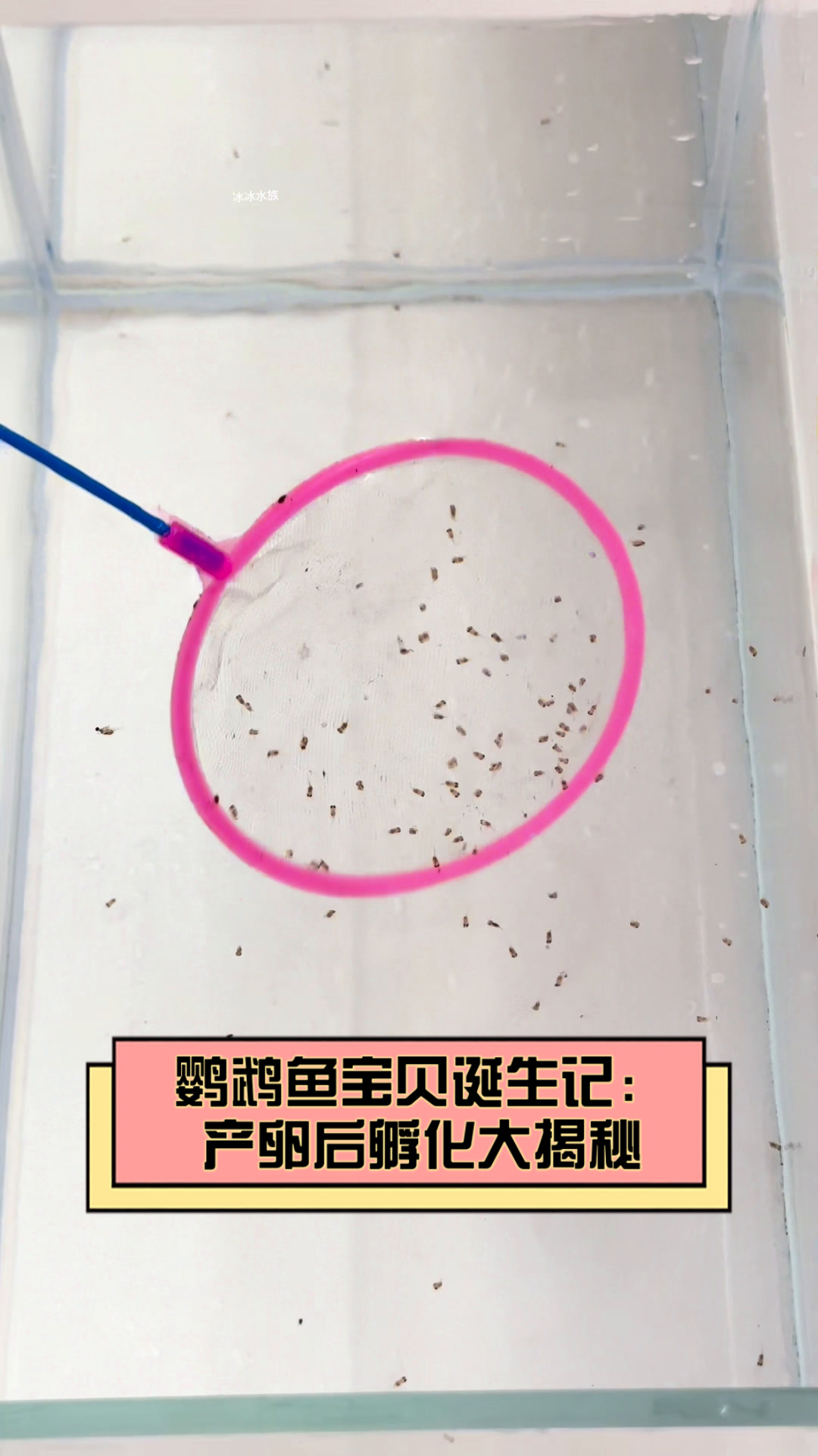 鹦鹉鱼宝贝诞生记:产卵后孵化大揭秘