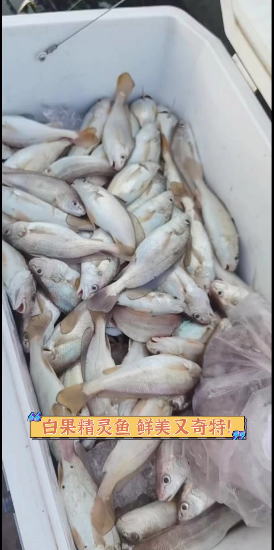 白果精灵鱼,鲜美又奇特!