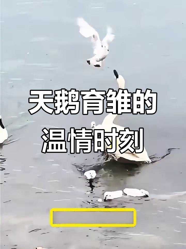 疣鼻天鹅为雏鸟搭建乌篷船,保护力十足