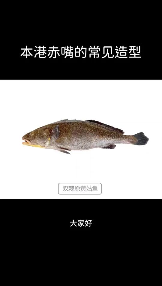 本港赤嘴鱼胶的8种造型