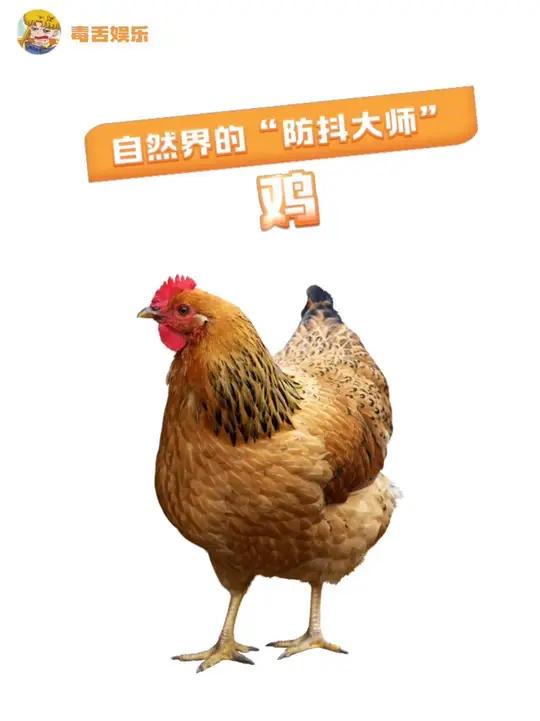 原来鸡头这么稳的啊