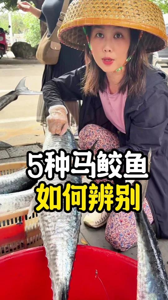 1分钟学会认识南北5种马鲛鱼
