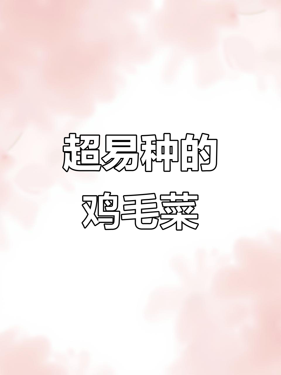 懒人必备!鸡毛菜,撒种就能长,鲜嫩如豆腐