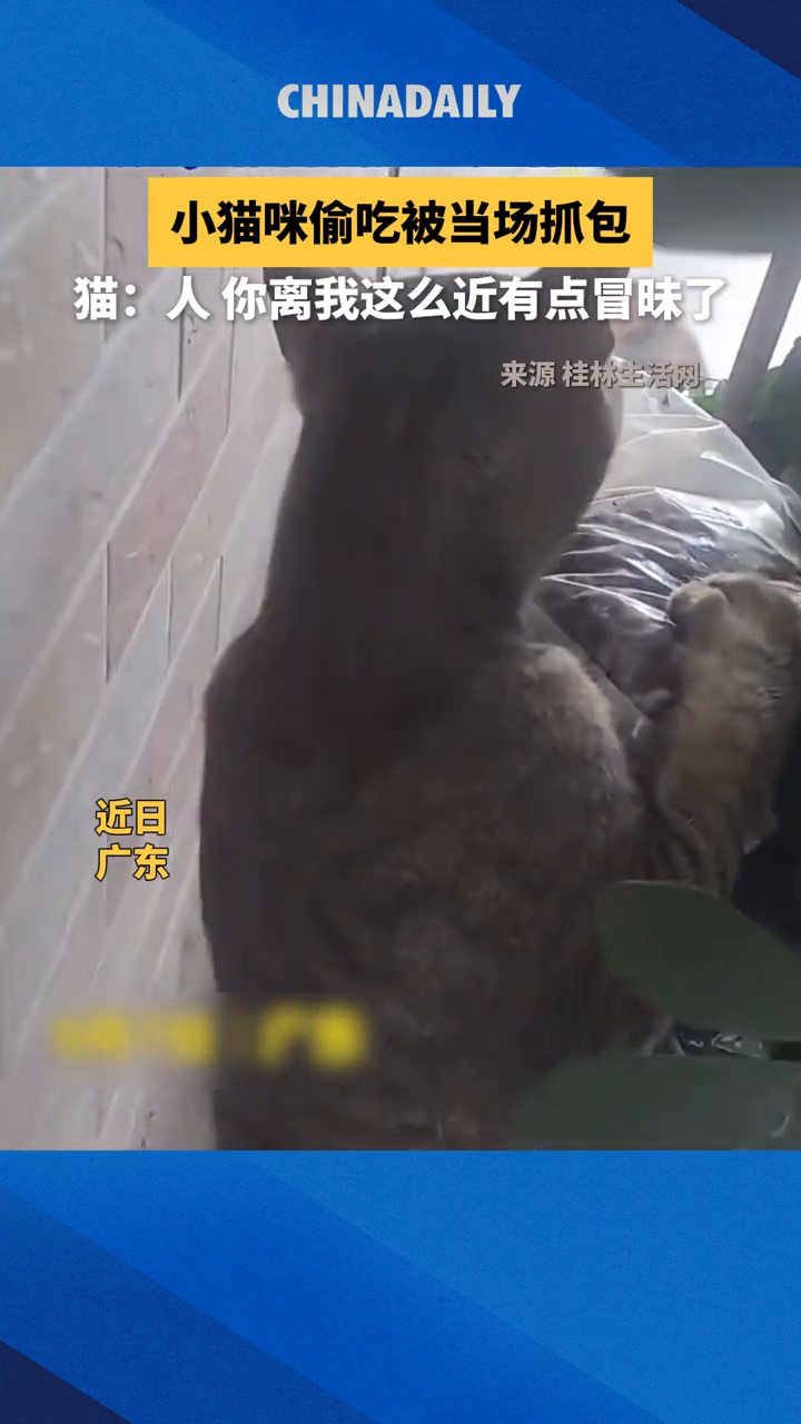 小猫咪偷吃猫粮被当场抓包,大吃一惊,吓出表情包