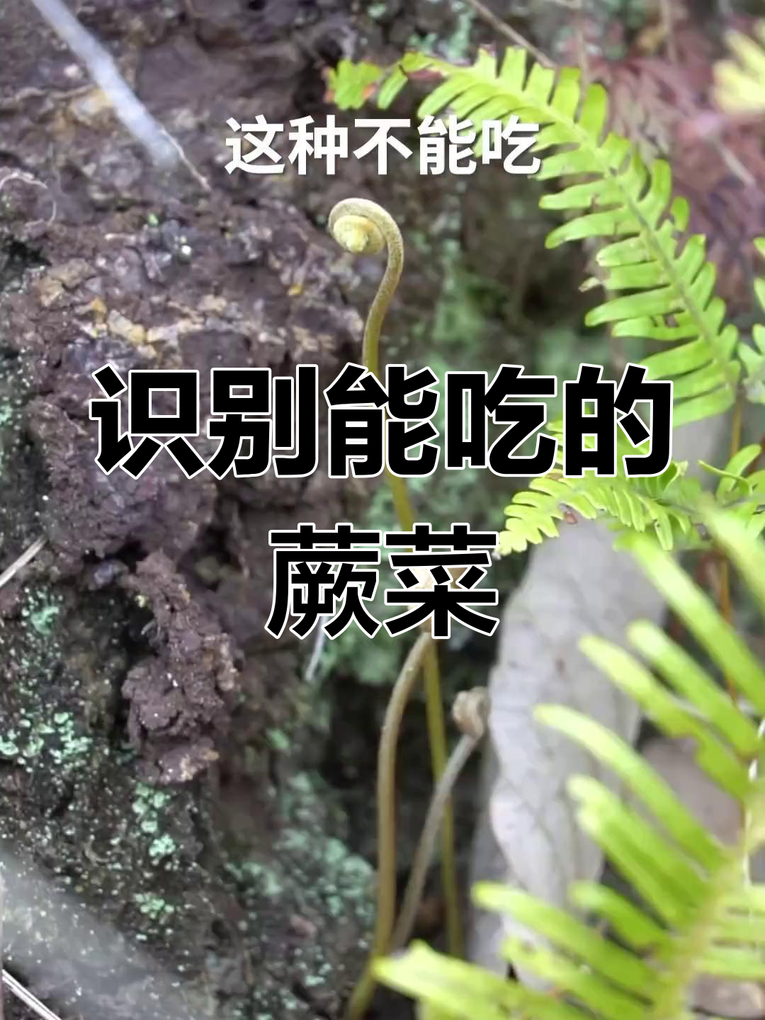 如何辨别可食用蕨菜,哪些能吃、哪些不能吃