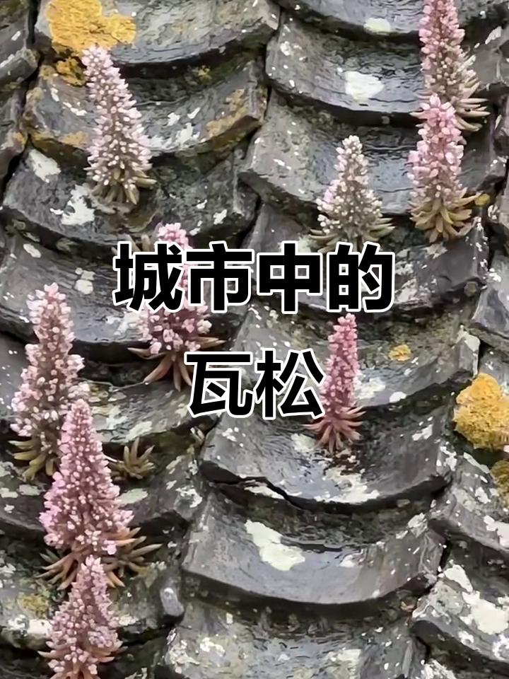 瓦松:屋顶上的多肉植物,逐渐消失的城市风景
