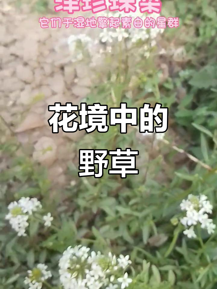 泽珍珠菜,野生草本,花境布置效果极佳
