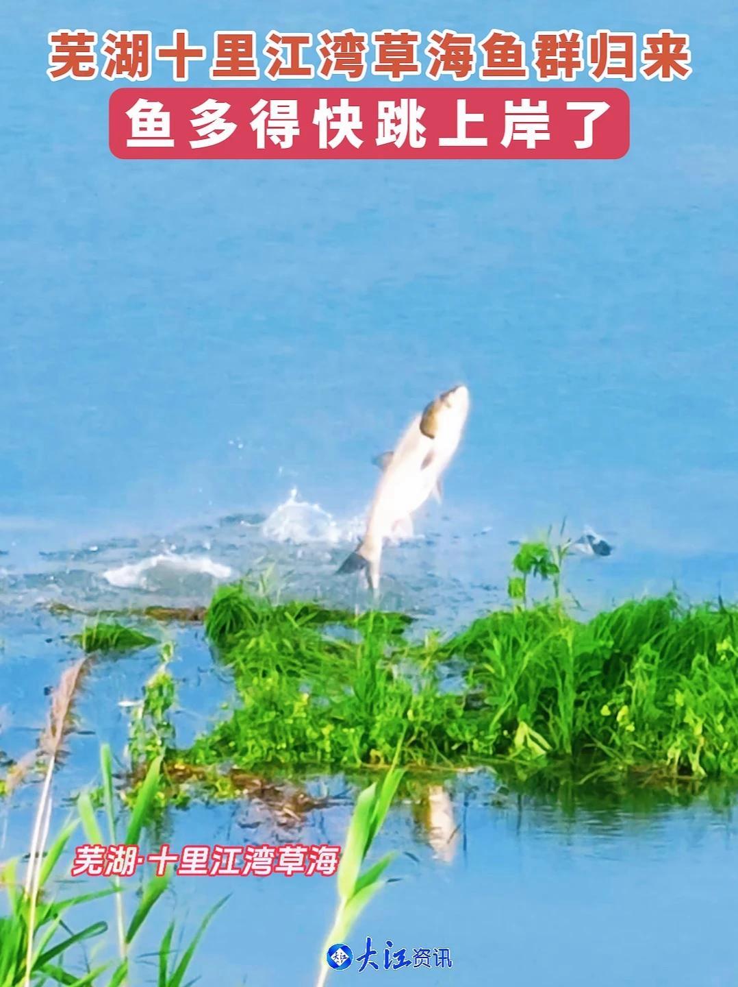 芜湖十里江湾草海鱼群归来 鱼多得快跳上岸了 芜湖十里江湾草海水势渐涨，鱼群纷至沓来，跃出水