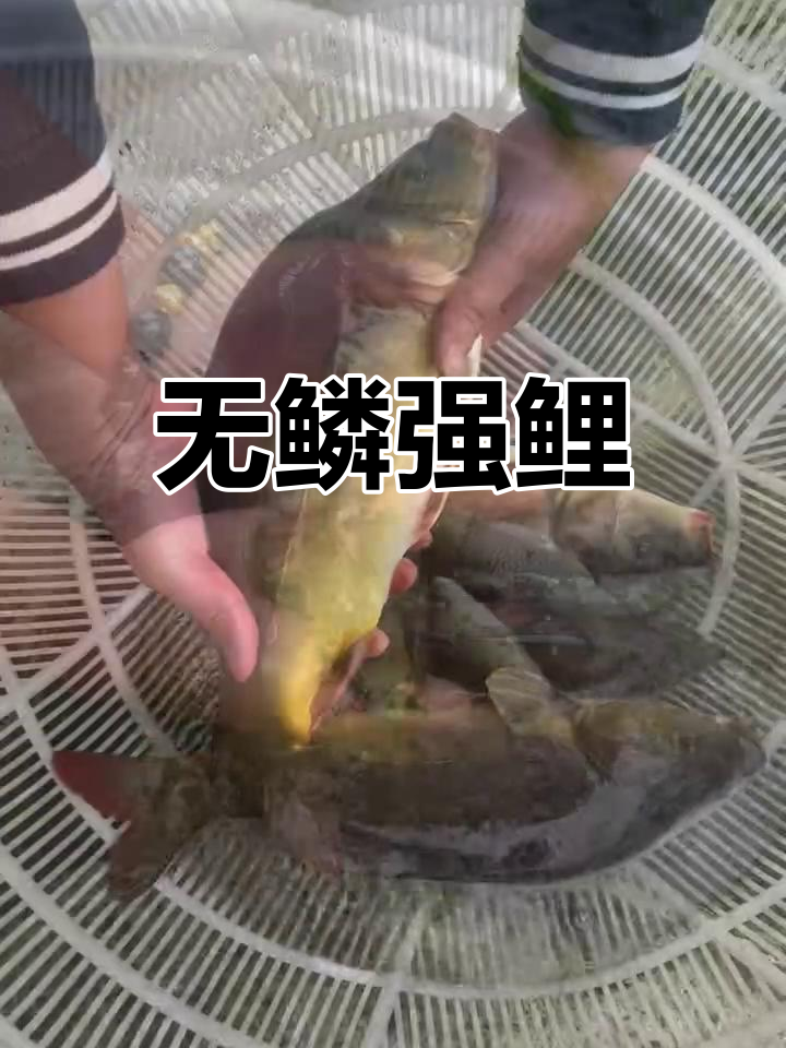 裸鲤,无鳞却更强健,一年能长三五斤!