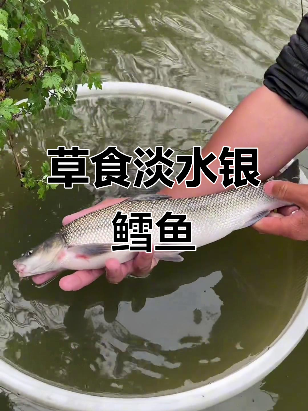 吃草的淡水银鳕鱼,一年能长三斤,最大三十斤
