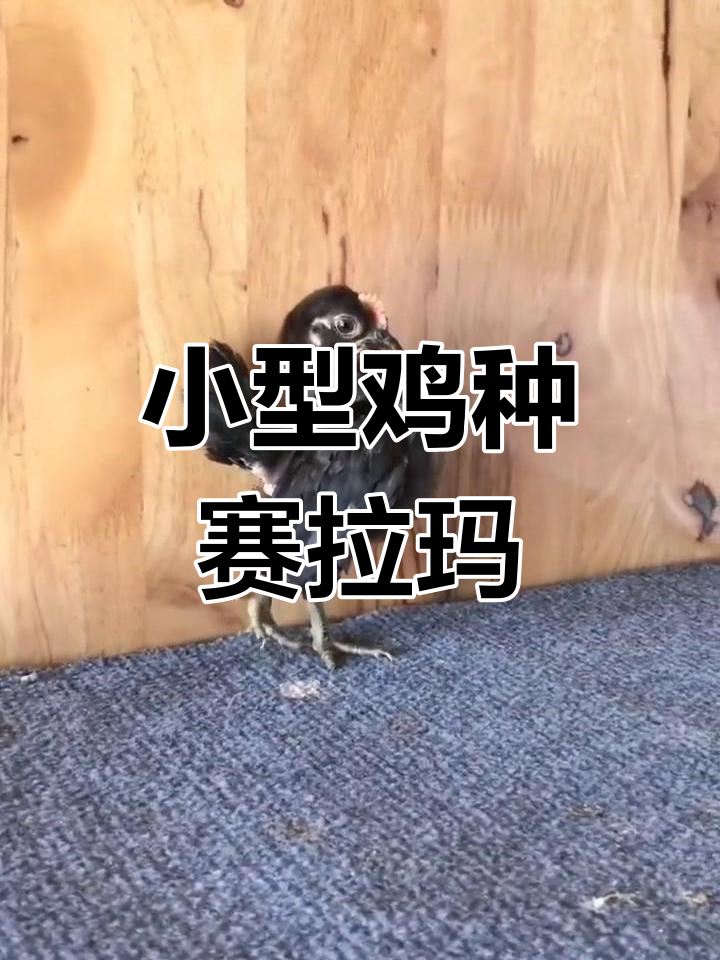 世界上最小的鸡品种:赛拉玛
