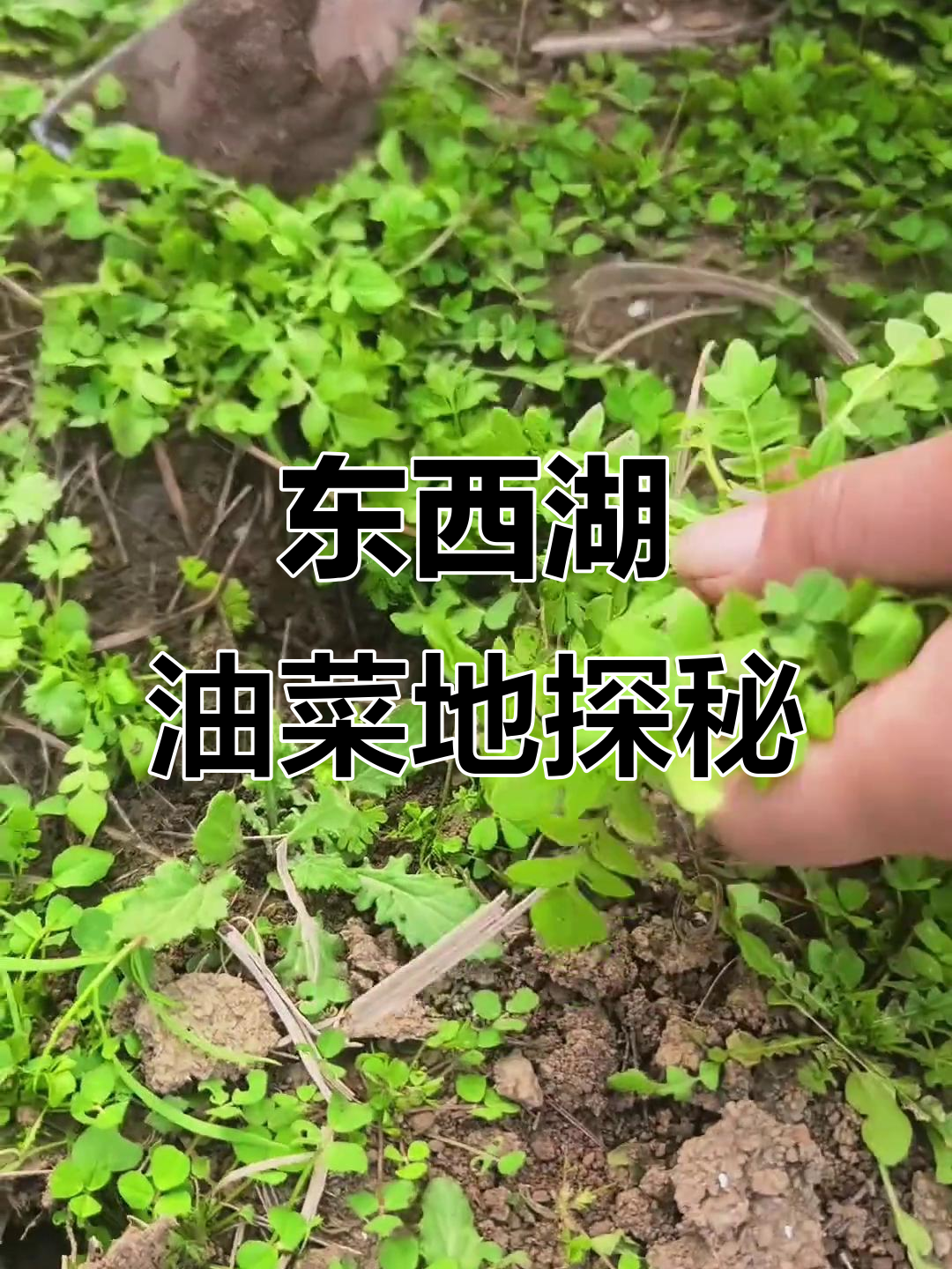 武汉东西湖府河边的油菜地,轻松找到洼地菜