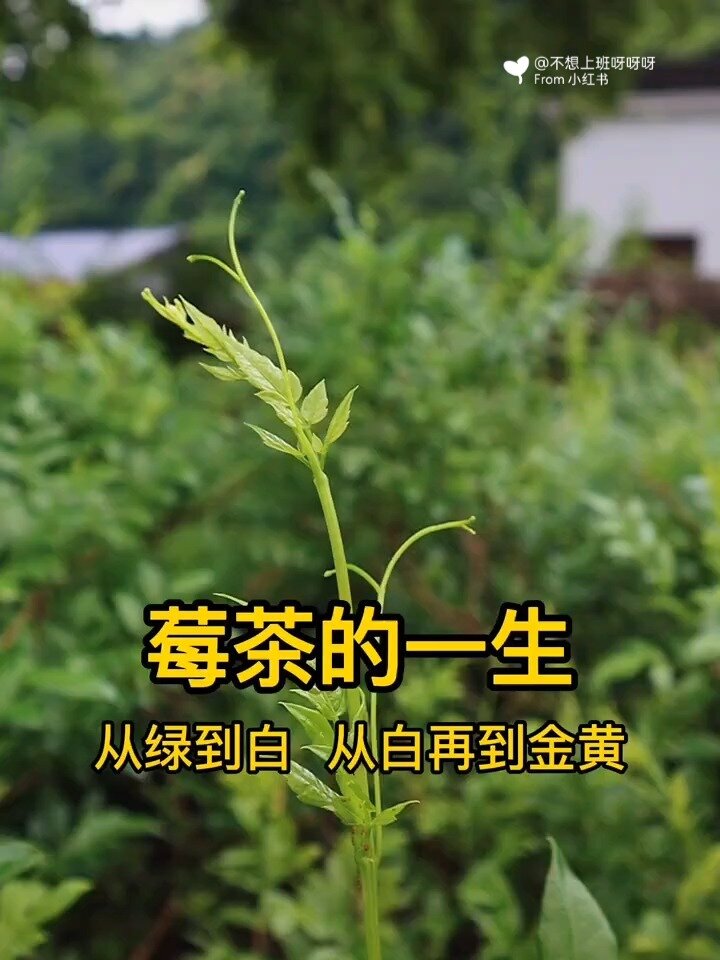 来看看莓茶是怎么制作的吧