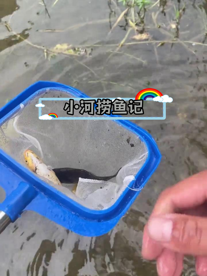 河边意外捞到三条鱼,竟有黑金鱼和红鲤