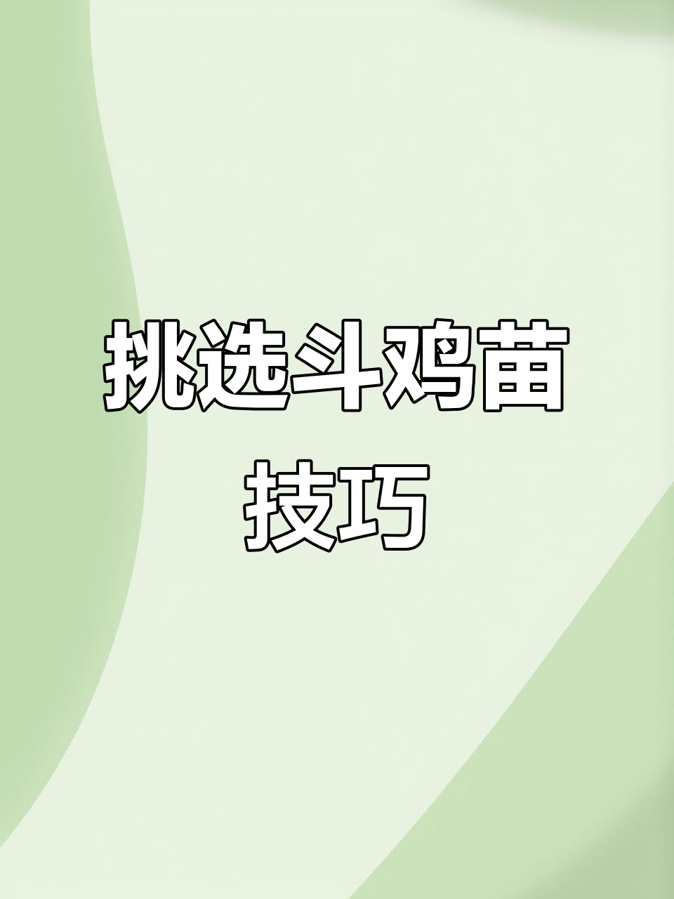 挑选斗鸡苗,这四点值得考虑!