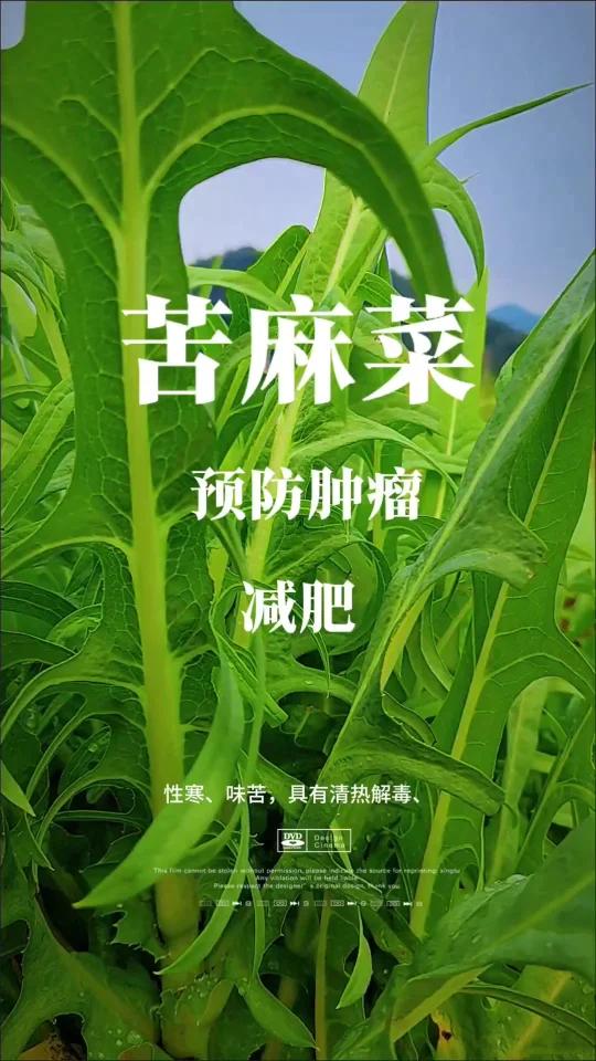 苦麻菜,清热解毒,预防肿瘤,减肥
