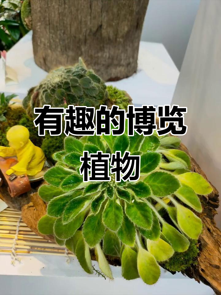 博览会中的趣味植物，多肉盆栽大赏