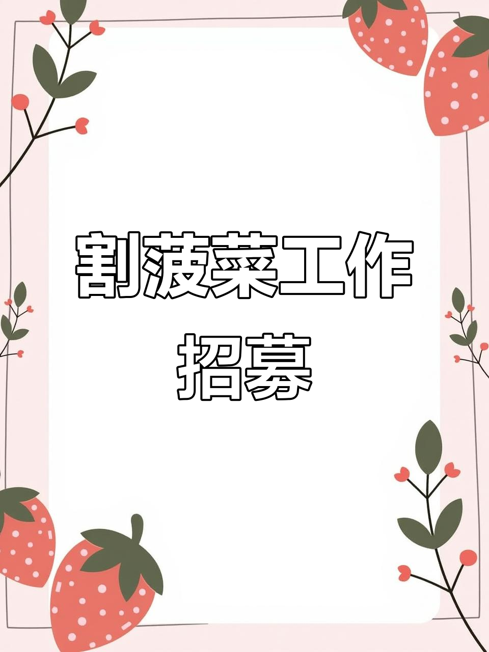 内蒙古割菠菜招工,轻松不累,年龄不限