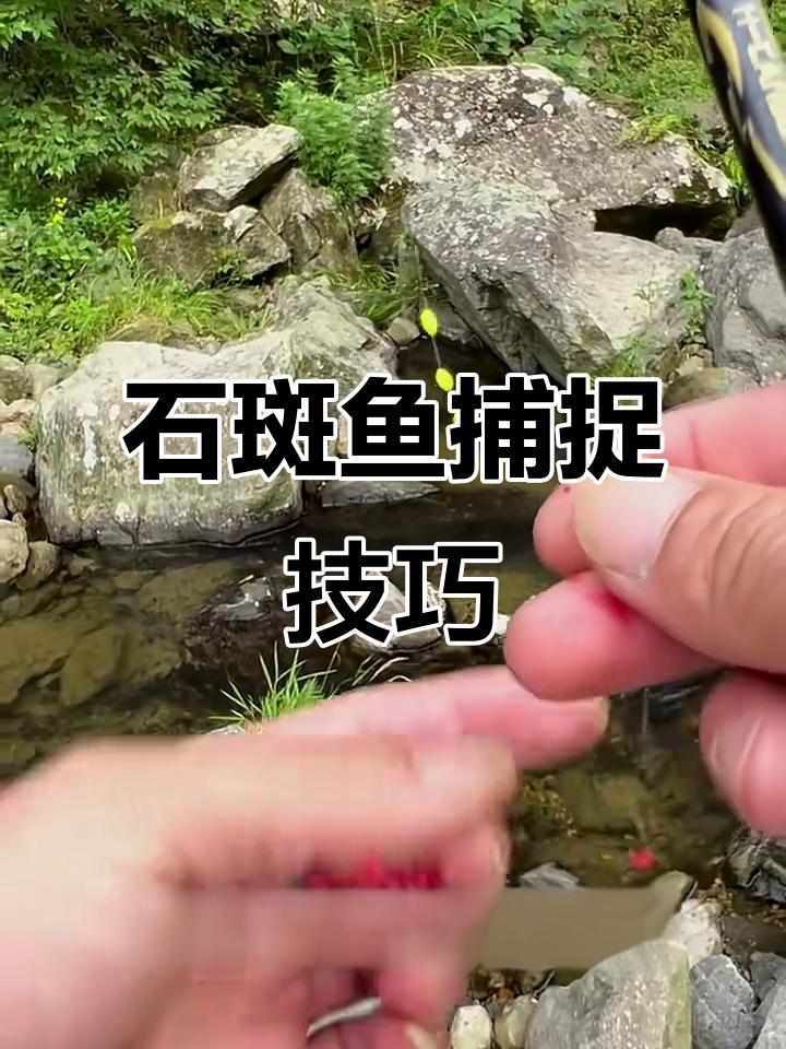 石斑鱼100元一斤,面筋技巧大揭秘