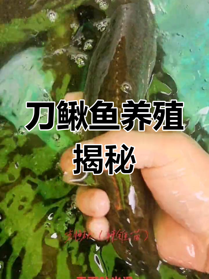 刀鳅鱼人工养殖全纪录,饲料投喂细节大揭秘!