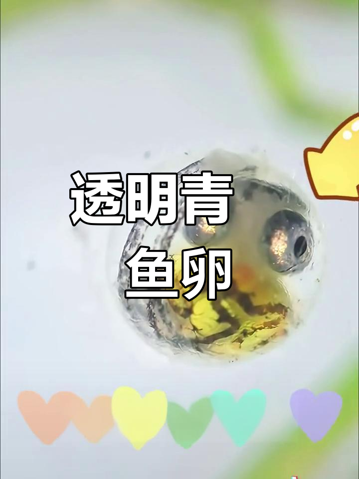 青鳉鱼卵的奇妙世界