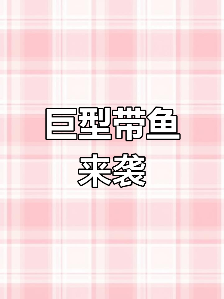 五斤超大带鱼,新鲜肥美,绝对让你惊艳!