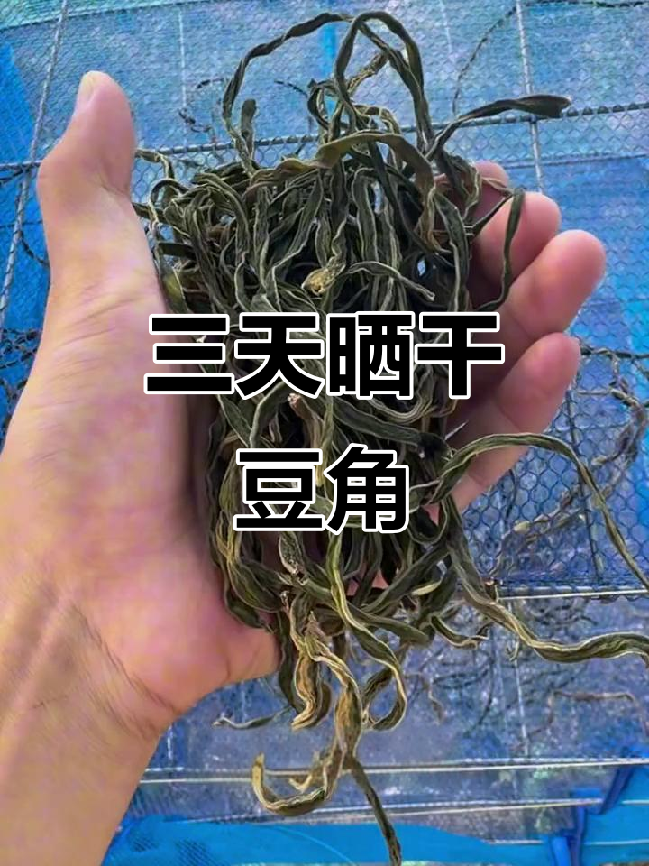 秋季晒干豆角,三天脱水成墨菜,拌肉末超香